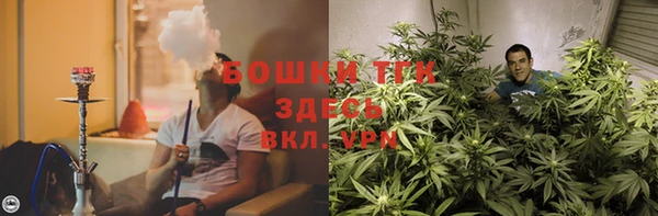 сатива Карпинск